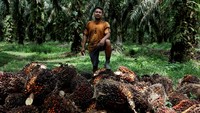 Ahmad Dailami, seorang petani berusia 30 tahun, terlihat sedang memanen buah kelapa sawit di perkebunannya di Kabupaten Kampar, Riau.