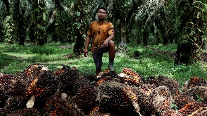 INDONESIA-PALMOIL/PLANTATION A worker transports palm oil fresh fruit bunches during harvest at a plantation in Kampar regency, Riau province, Indonesia April 26, 2022. Picture taken April 26, 2022. Picture taken April 26, 2022. REUTERS/Willy Kurniawan