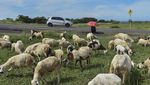 Jalan Pantai Selatan Masih Sepi Pemudik, Begini Kondisinya
