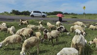 Warga menggembala domba di bahu Jalan Pantai Selatan (Pansela) Kabupaten Garut, Jawa Barat, Rabu (27/4/2022).