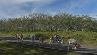 Sejumlah ternak sapi berada di bahu Jalan Pansela, Kabupaten Garut, Jawa Barat.