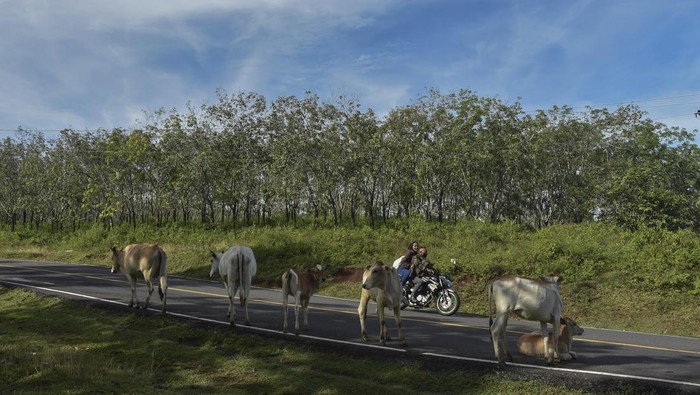 Sejumlah ternak sapi berada di bahu Jalan Pantai Selatan (Pansela) Kabupaten Garut, Jawa Barat, Rabu (27/4/2022). Pada H-5 Lebaran 2022, arus lalu lintas yang melintas di Jalur Pansela Jawa Barat terpantau sepi pemudik. ANTARA FOTO/Adeng Bustomi/rwa.