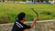 Tragis! Pemuda Purworejo Tewas Usai Dipatuk King Cobra Peliharaannya
