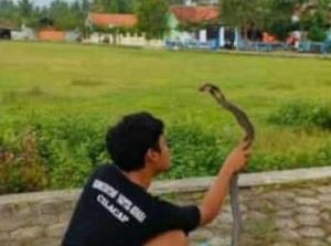 Atraksi Berujung Patukan Maut King Cobra Bunuh Tuannya di Purworejo