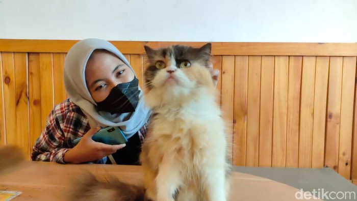 Kucing yang dititipkan di tempat penitipan hewan peliharaan di Surabaya