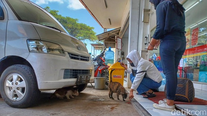 Pemudik beri makan kucing-kucing liar.