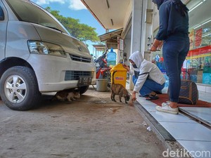 Temukan Kucing-kucing Liar, Pemudik Ini Sempatkan Beri Makan