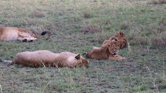 Singa-singa di Taman Nasional Elizabeth, Uganda, Afrika