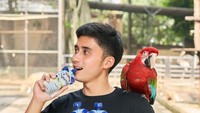 Tak hanya harimau, Alshad juga memiliki sejumlah burung. Seperti kakatua, merak, dan lainnya. Foto: Instagram @alshadahmad