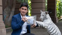 Alshad sering membuat konten video saat memberikan makanan kepada hewan peliharannya. Seperti harimau putih yang kerap diberikan daging wagyu A5. Foto: Instagram @alshadahmad