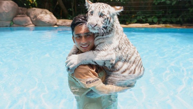 Alshad Ahmad menjadi kontroversi memberikan komentar mengenai kematian tiga harimau Sumatera di Aceh. Alam emang tempat terbaik untuk rumah satwa2 seperti ini. Tapi sekarang hutan kita lagi nggak baik2 aja guys, tulis Alshad dalam Instagram Stories miliknya yang kini sudah menghilang. Ia pun banjir hujatan dari netizen yang menilai komentar tersebut membenarkan pemeliharaan hewan langka di rumah. Alshad sendiri memelihara tiga harimau di rumahnya. Eshan, Jinora, dan Selen, demikian namanya. (Foto: Instagram/@alshadahmad)