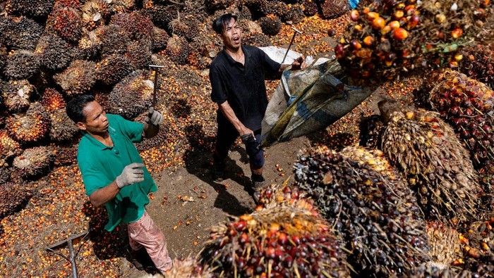 INDONESIA-PALMOIL/PLANTATION Workers load palm oil fresh fruit bunches to be transported from the collector site to CPO factories in Pekanbaru, Riau province, Indonesia, April 27, 2022. REUTERS/Willy Kurniawan