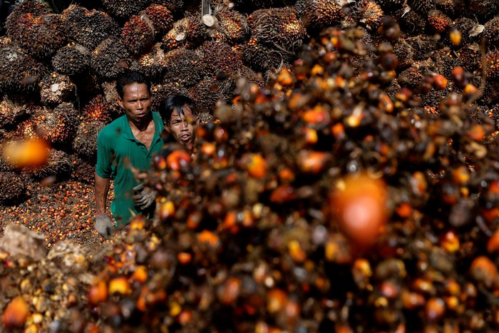 Workers load palm oil fresh fruit bunches to be transported from the collector site to CPO factories in Pekanbaru, Riau province, Indonesia, April 27, 2022. REUTERS/Willy Kurniawan