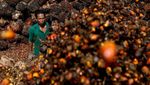 Melihat Lebih Dekat Panen Kelapa Sawit di Riau
