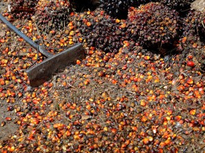 Pabrik Biomassa Beroperasi Akhir 2025, Limbah Sawit Diubah Jadi Energi Hijau