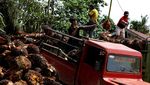 Melihat Lebih Dekat Panen Kelapa Sawit di Riau