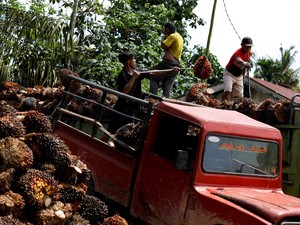 Petani Sawit Se-Indonesia Demo Besar 17 Mei, Jakarta Lokasi Utama