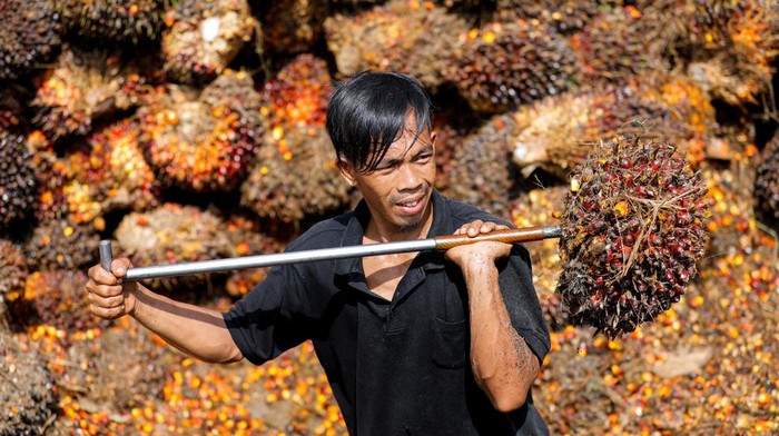 INDONESIA-PALMOIL/PLANTATION Workers load palm oil fresh fruit bunches to be transported from the collector site to CPO factories in Pekanbaru, Riau province, Indonesia, April 27, 2022. REUTERS/Willy Kurniawan