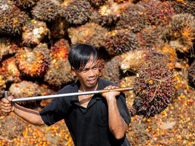 Melihat Lebih Dekat Panen Kelapa Sawit di Riau