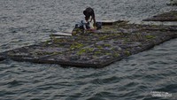 Warga membudidaya tanaman di tengah danau.