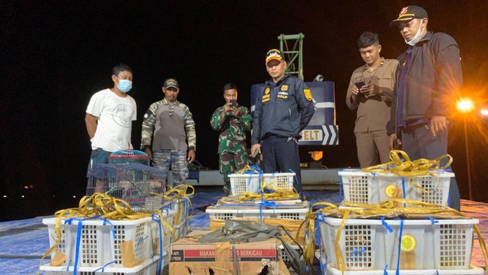 Petugas saat menyita 483 ekor burung ilegal di Parepare (Dok. Istimewa)