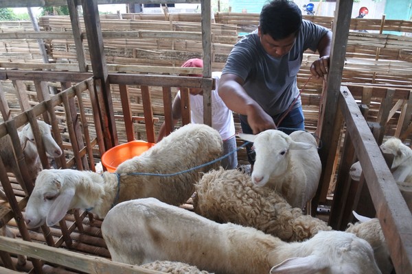 Jumlah ras kambing di dunia ada sekitar 900 dengan jumlahnya sekitar 1 Miliar ekor. Terbayang kan betapa pentingnya kambing bagi manusia? (ANTARA FOTO/SENO) Jumlah ras kambing di dunia ada sekitar 900 dengan jumlahnya sekitar 1 Miliar ekor. Terbayang kan betapa pentingnya kambing bagi manusia? (ANTARA FOTO/SENO)