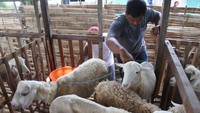 Jumlah ras kambing di dunia ada sekitar 900 dengan jumlahnya sekitar 1 Miliar ekor. Terbayang kan betapa pentingnya kambing bagi manusia? (ANTARA FOTO/SENO)