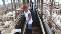 Di Situbondo, jasa penitipan hewan ternak ini cukup mencuri perhatian warga setempat. Di sana peternak dapat menitipkan hewan ternaknya sebelum mudik dengan jasa penitipan Rp 3.000 per hari per ekor kambing.