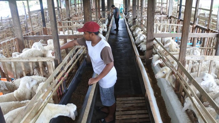 Unik! Ada 'Hotel' Buat Kambing Nih di Situbondo Momen lebaran membuat jasa penitipan hewan dicari warga. Di Situbondo, ada sebuah tempat penitipan hewan ternak untuk peternak yang hendak mudik jelang lebaran.