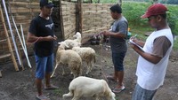 Seorang peternak menitipkan kambing di jasa penitipan hewan ternak Raja Sukses Desa Sumberkolak, Panarukan, Situbondo, Jawa Timur, Sabtu (23/4/2022).