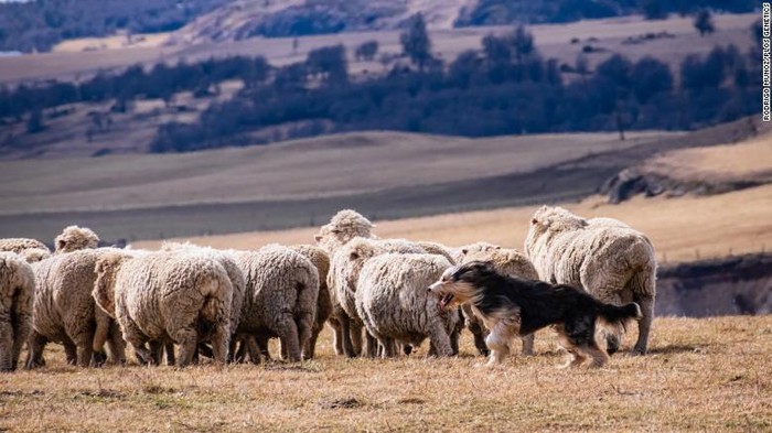 Anjing penggembala Patagonia