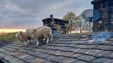 Kocak! 5 Domba Shaun the Sheep Terlantar di Atap, Damkar pun Turun Tangan
