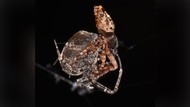 Begini Cara Laba-laba Jantan Berhasil Kabur dari Ritual Seks Kanibal