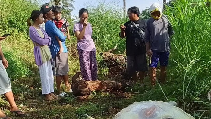 pencurian sapi situbondo