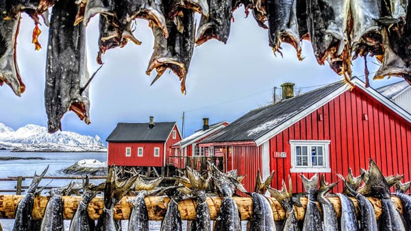 Di kepulauan Lofoten di Norwegia, rak stockfish adalah bagian dari lanskap sana. Ikan cod diawetkan dengan mengeringkannya di rak besar tanpa garam atau asap yang dibutuhkan karena suhunya tepat di bawah titik beku. Pemenang telepon | Kasia Ciesielska-Faber dari Inggris | Drying Stockfish.