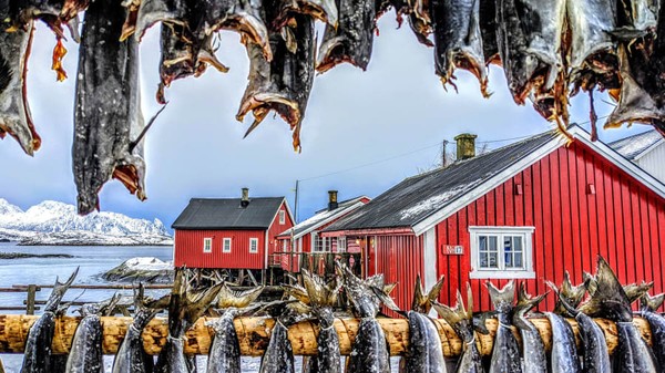 Di kepulauan Lofoten di Norwegia, rak stockfish adalah bagian dari lanskap sana. Ikan cod diawetkan dengan mengeringkannya di rak besar tanpa garam atau asap yang dibutuhkan karena suhunya tepat di bawah titik beku. Pemenang telepon | Kasia Ciesielska-Faber dari Inggris | Drying Stockfish. Di kepulauan Lofoten di Norwegia, rak stockfish adalah bagian dari lanskap sana. Ikan cod diawetkan dengan mengeringkannya di rak besar tanpa garam atau asap yang dibutuhkan karena suhunya tepat di bawah titik beku. Pemenang telepon | Kasia Ciesielska-Faber dari Inggris | Drying Stockfish.