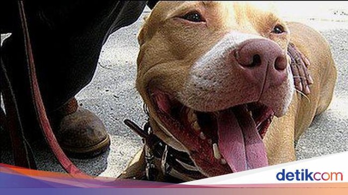 Luka Serius pada Bocah Jaksel Akibat Serangan Gigitan Anjing Tetangga