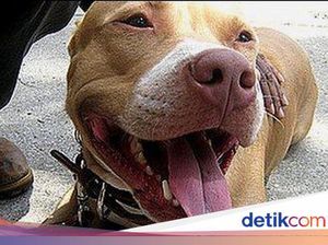 Viral Video Anjing Dikuliti Hidup-hidup, Ini Faktanya