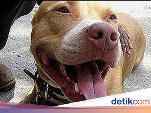 3 Bocah Digigit Anjing Rabies Saat Bermain, Begini Kondisinya