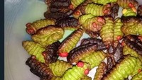 Berniat menyajikan kue lebaran berbentuk ulat yang menggemaskan, sepertinya niat tersebut harus dibatalkan. Ulat-ulatnya mulai gosong dan kehilangan bentuk lucunya. Foto: Twitter/skipajala