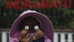 Legenda Lempar Koin di Jembatan Sewo Pantura