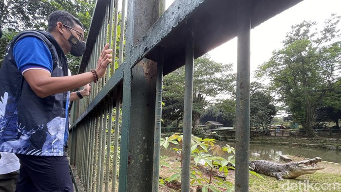 Menjelang Hari Raya Idul Fitri 1443 H, Menparekraf Sandiaga Salahuddin Uno didampingi jajaran pengelola, melihat langsung binatang buas buaya saat meninjau Taman Marga Satwa Ragunan, Jakarta Selatan, Sabtu (30/04/2022).