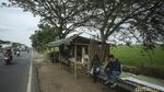 Sejenak Melepas Penat di Tepi Sawah Jalur Pantura