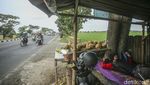 Sejenak Melepas Penat di Tepi Sawah Jalur Pantura