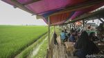 Sejenak Melepas Penat di Tepi Sawah Jalur Pantura