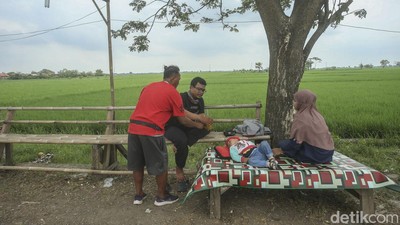 Sejenak Melepas Penat di Tepi Sawah Jalur Pantura