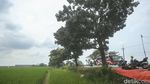 Sejenak Melepas Penat di Tepi Sawah Jalur Pantura
