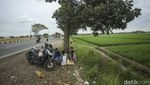 Sejenak Melepas Penat di Tepi Sawah Jalur Pantura