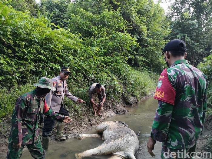 Gajah mati di Aceh Timur