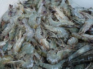Udang RI Masih Kena Jegal AS, KKP Bakal Ajukan Review